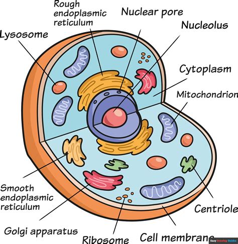 How to Draw an Animal Cell - Really Easy Drawing Tutorial