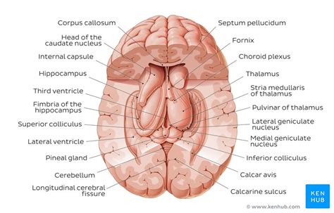 Thalamus: Anatomy, nuclei, function | Kenhub