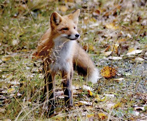 Fox | Species, Habitat, Behavior, & Facts | Britannica