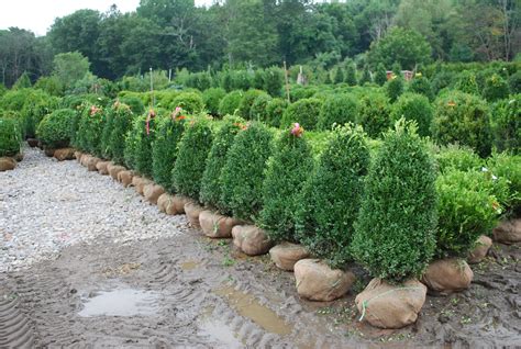 Evergreen Shrubs | Planters' Choice