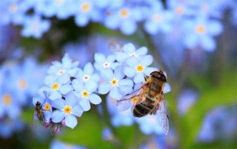 The Basics of Pollination - Live Bee Removal