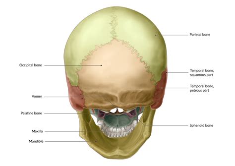 Sphenoid Bone Anatomy Skull