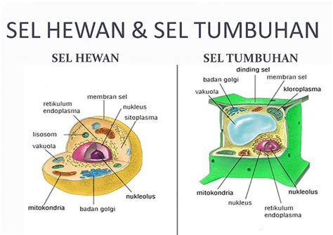 20 Perbedaan Sel Hewan dan Tumbuhan beserta Penjelasannya