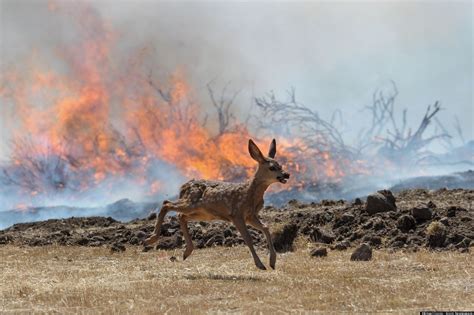 Yarnell Hill Wildfire - American West 2012 Wildfires | Baby deer ...