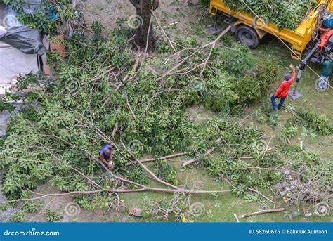 Gardener Pruning a Tree with Chainsaw Under Tree Editorial Image ...