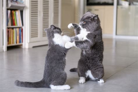 Hissy Fit: Are My Cats Playing or Fighting? | Union Lake Veterinary Blog