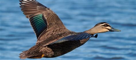 Visit - Centennial Parklands - Birds - Centennial Parklands