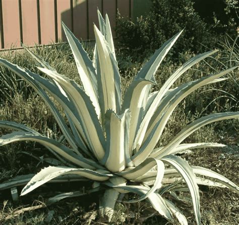 Agave Americana 'Mediopicta Alba' (Care Guide) - Succulents Network