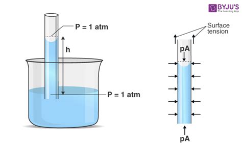 Capillary Action - Meaning, Definition, Examples, Adhesion, Cohesion