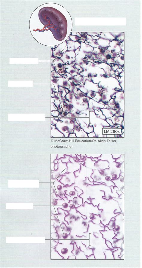 Reticular Connective Tissue Diagram | Quizlet