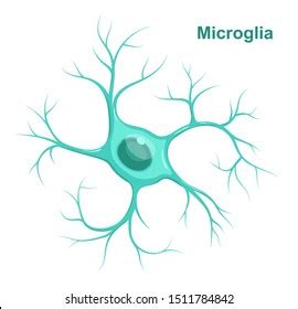 135 Microglia Images, Stock Photos, 3D objects, & Vectors | Shutterstock