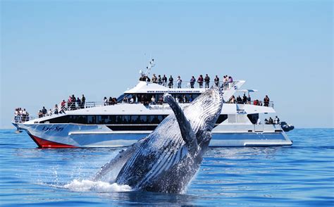 PREMIUM Whale Watching Adventure, Australia | Activities in Australia