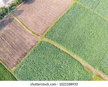 Aerial View Camera Drone Common Tobacco Stock Photo (Edit Now) 1022188933