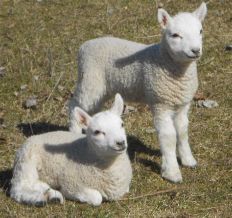 Cheviot Sheep Info, Meat/Milk/Wool Production, Farming,, 41% OFF