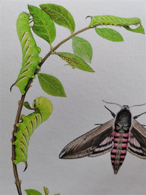 Privet Hawk Moth lifecycle - Life-size limited edition art print ...