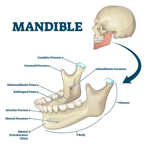 Mandible (Lower Jaw): Anatomy, Function, and Treatment