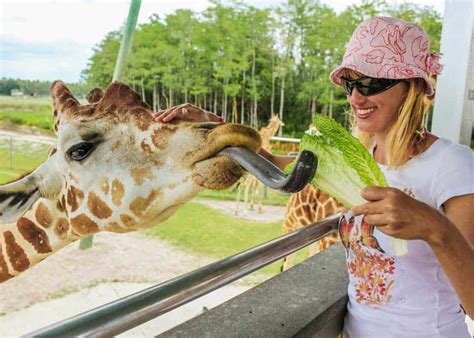 The Giraffe's Tongue | Giraffes in Amboseli National Park | Kenya Safaris