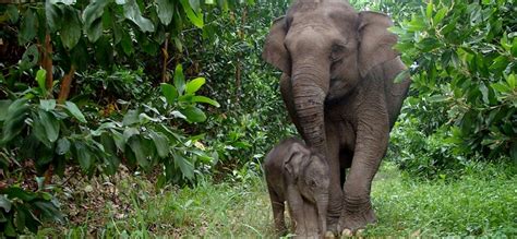 Endangered Sumatran Animals - Sumatran Elephant