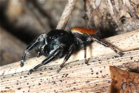 Jumping Spider - Phidippus princeps Male - North American Insects & Spiders