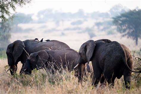 Wildlife in Uganda - Best Place for Honeymoon Safaris in East Africa.