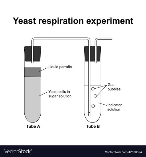 Yeast respiration experiment Royalty Free Vector Image