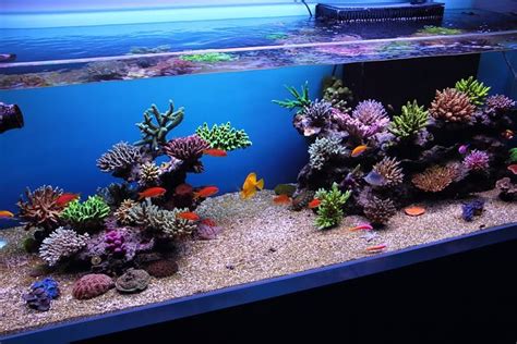 Top Reef Tank Aquascapes Re: RSM 130D Top Aquascapes/FTS Aquarium Ideas ...