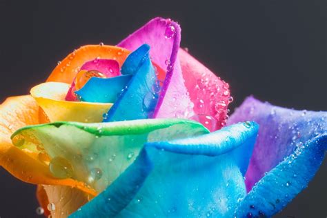 Rainbow Roses - Roses Image (18998665) - Fanpop