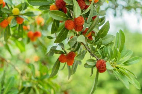 Strawberry tree: varieties, cultivation & care - Plantura