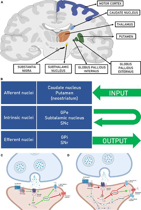 Frontiers | Basal ganglia for beginners: the basic concepts you need to ...