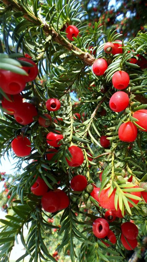 Are Yew Berries Poisonous? - ProGardenTips