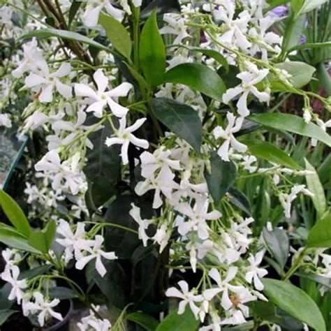 How to Grow Star Jasmine as a Ground Cover | Gardener’s Path