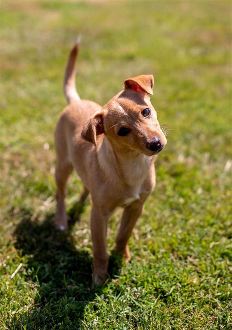 Dog for Adoption - Roxxy, a young Jack-Chi puppy, a Jack Russell ...