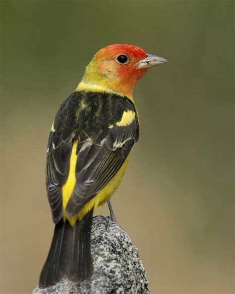 Western Tanager (With images) | Birds, Westerns, Habitats