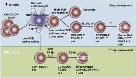 | The development of Treg cells. Treg cells develop in the thymus and ...