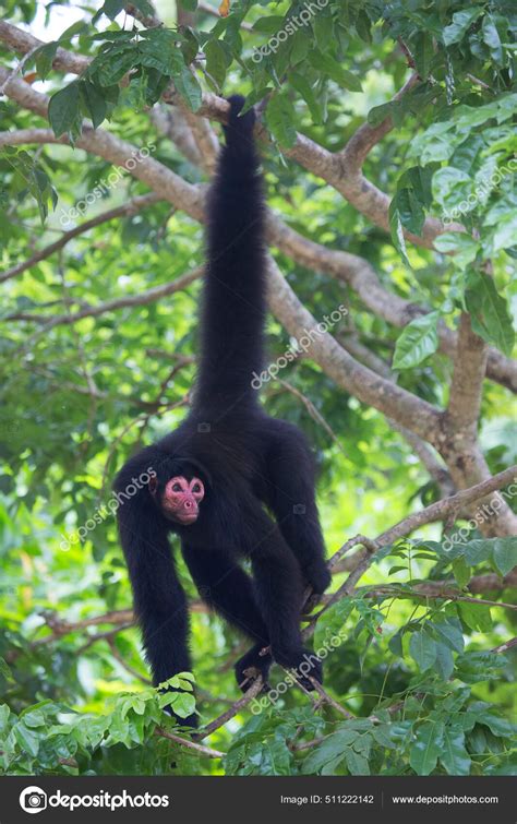 Red Faced Spider Monkey Ateles Paniscuscaught Natural Habitat Stock ...