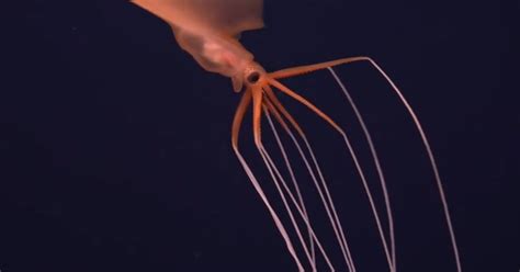 Scientists Surprised To Find Rare Deep-Sea Bigfin Squid - GoodNews by ...