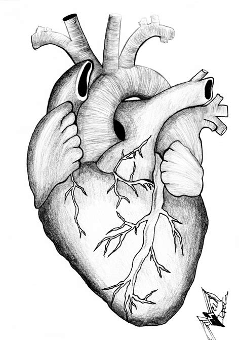 Anatomical Drawing Of The Heart at GetDrawings | Free download