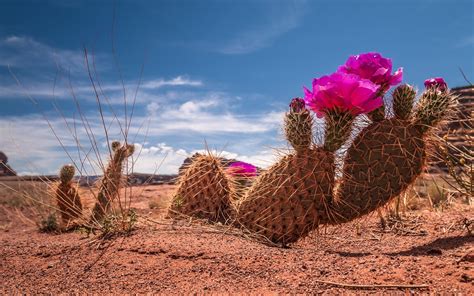 Free photo: Desert flower cactus - Cactus, Desert, Dirt - Free Download ...