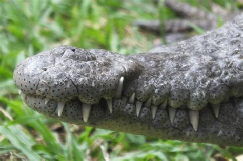 Alligator Teeth, Crocodile Teeth | SIMILAR BUT DIFFERENT IN THE ANIMAL ...