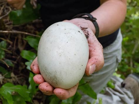 40 Kiwi Bird Facts: New Zealand's Most Iconic Animal - Facts.net