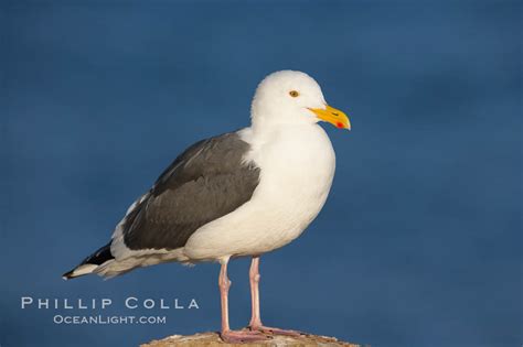 Western gull, adult breeding, Larus occidentalis, La Jolla, California