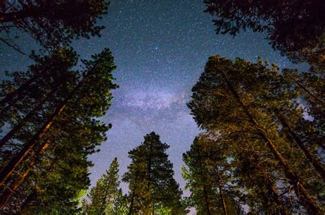 5 Fascinating Facts About Redwood Trees