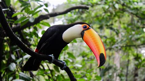 Toco Toucan Habitat