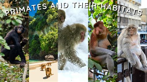 Primates & Their Habitats | New England Primate Conservancy