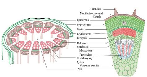 Talk2Bio Ground tissue system | Ground tissue, Plant tissue, Plant science