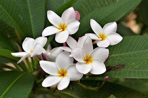 How To Propagate Plumeria From Cuttings - Oli And Alex