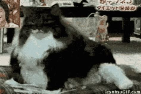 Fat Cat Fails GIFs | Tenor