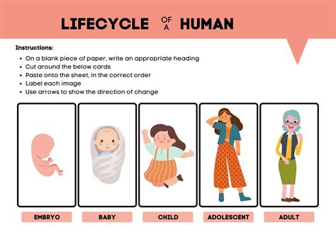 Human Life Cycle Worksheet Human Life Cycle Life – NBKomputer