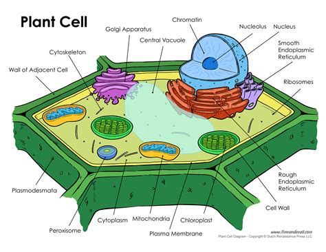 plant-cell-diagram - Tim's Printables