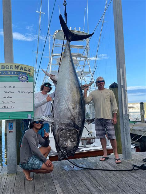 832-pound bluefish tuna in the Gulf of Mexico on April 17 - 24hourcampfire